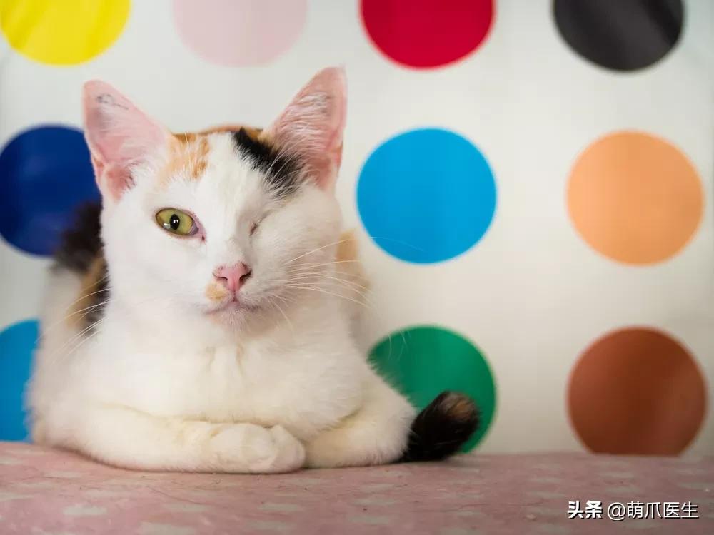 猫咪舔鼻子代表着什么,猫咪舔鼻子是什么原因