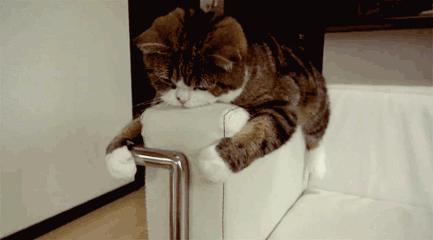 天气太冷猫咪不怎么吃喝,天气不好猫没精神