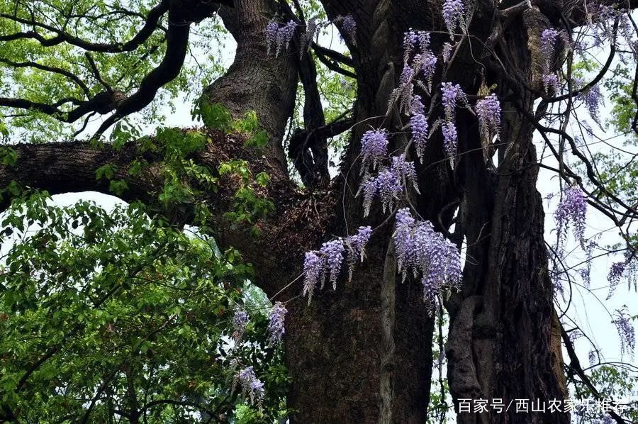 苏州西山免费打卡,苏州东山风景区网红打卡