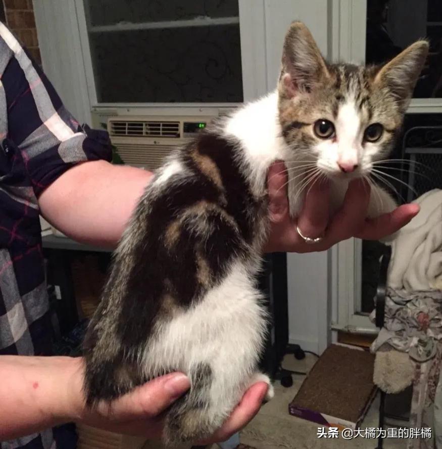 猫咪丢失5天后被流浪猫送回家,黑猫被大叔带回来