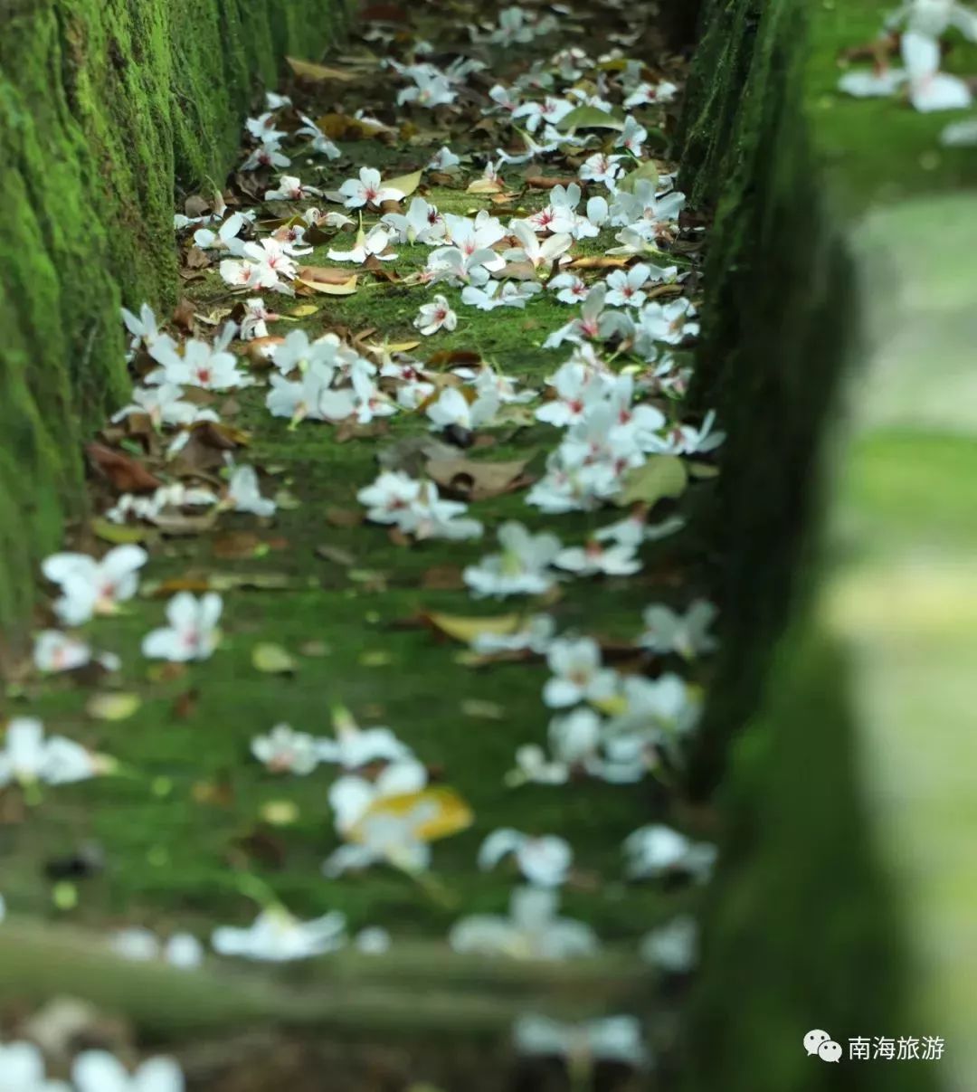 南海惊现“四月雪花”，漫山遍野桐油花开，美呆了！