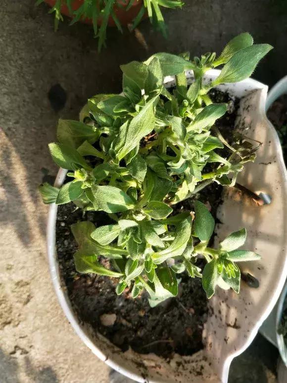 花儿蔫得快怎么回事,花儿都蔫儿了怎么办