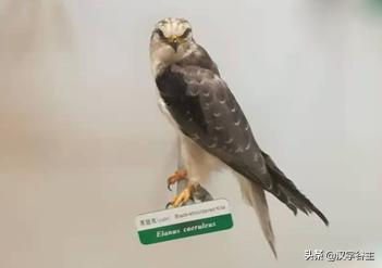 与朱元思书鸢飞戾天注解,与朱元思书鸢飞戾天的意思