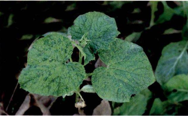 黄瓜病毒病怎么治疗最快最好,怎样防治黄瓜病毒病