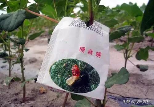 益虫用什么方法可以治,几种常见的农业益虫