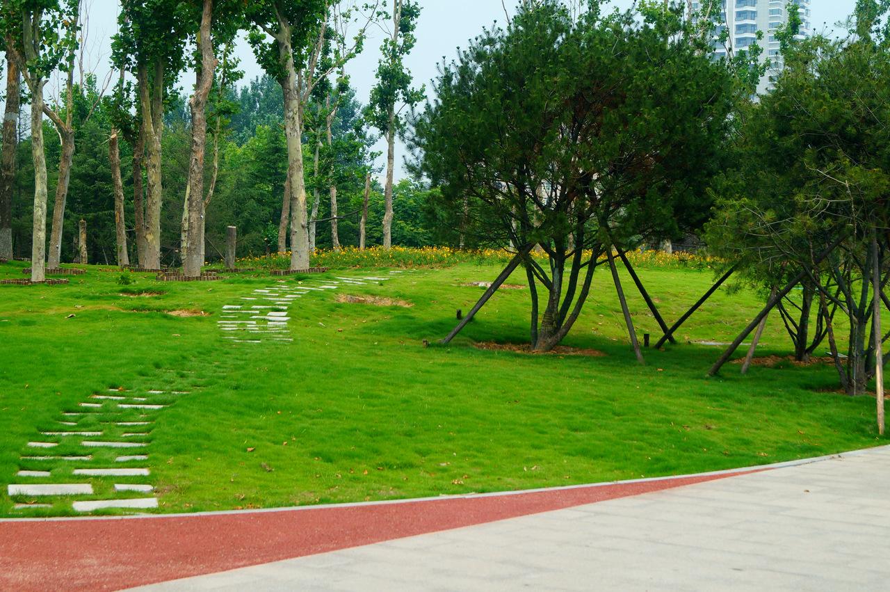 各种边坡绿化草种,边坡绿化草种如何选择