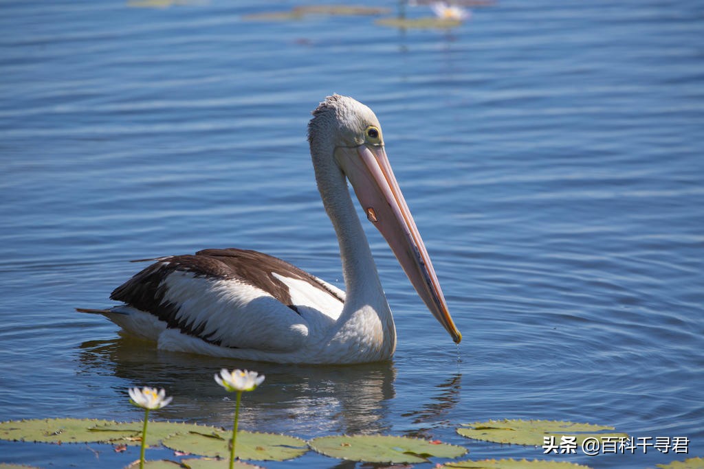 鹈鹕吞猎物到肚子里是怎么样的,鹈鹕会吞掉同类吗