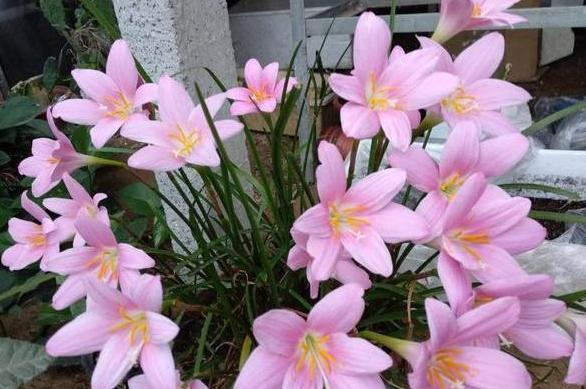 带回家的松针土该怎么处理？杀虫灭菌、发酵，几个月就成养花土