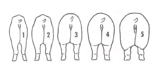 母猪的注意事项,母猪管理与饲养注意哪些