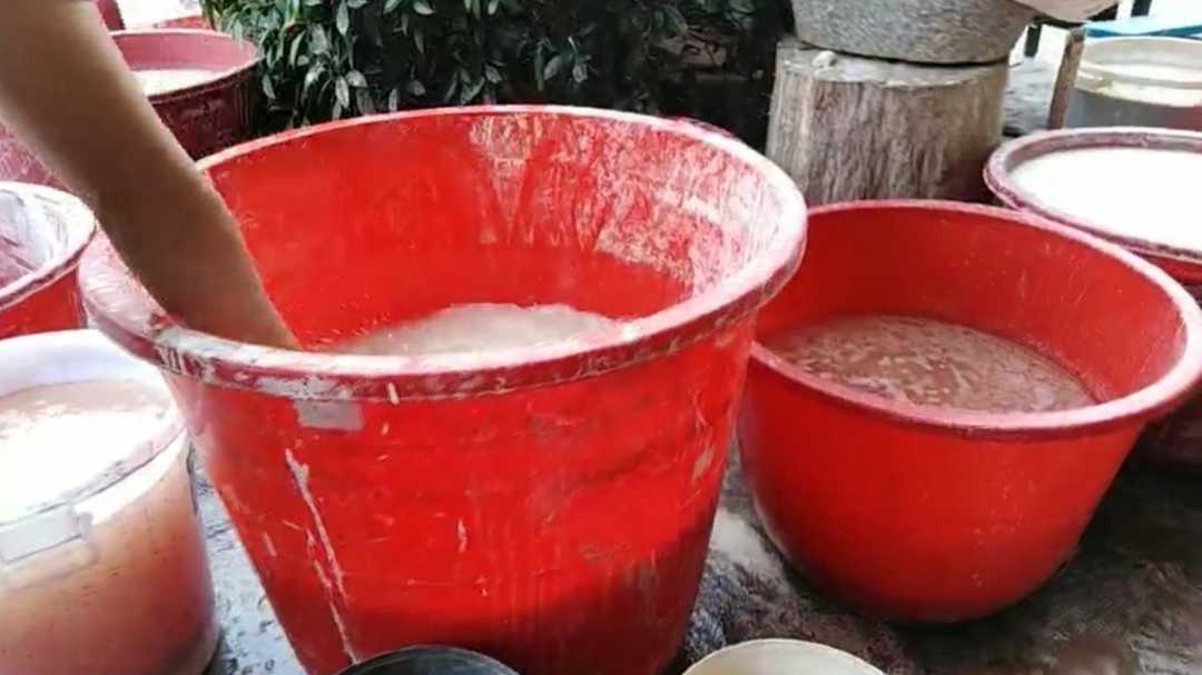 真正的芭蕉芋粉,芭蕉芋又叫蕉藕