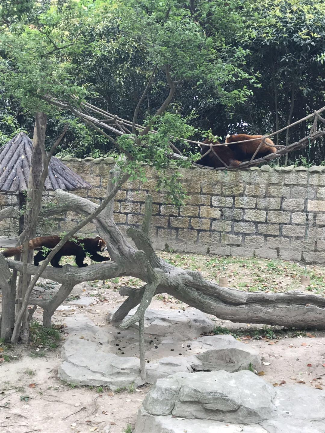 上海野生动物园太阳广场节目安排,上海野生动物园建议游玩时间