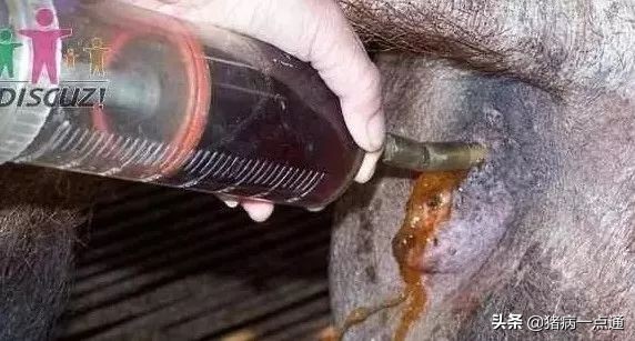 母猪流黄色粘液怎么治,怀孕母猪流白带是什么原因