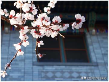 协和的园子：一座澄净心灵的医学百草园