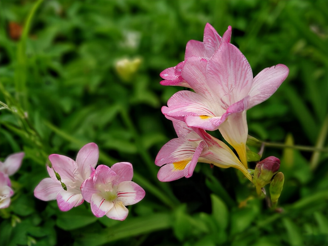 种什么盆栽好看又香,种什么盆栽开花香的