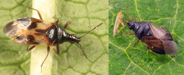 瓢虫害虫和益虫的区别图,益虫害虫有哪些视频