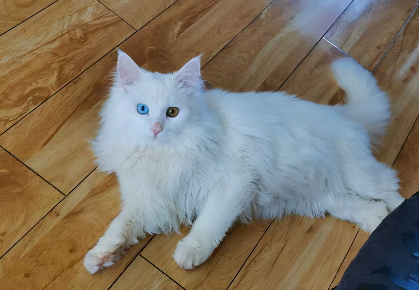 建议穷人养的10种猫性格温顺,什么猫好养而且不贵且不容易得病