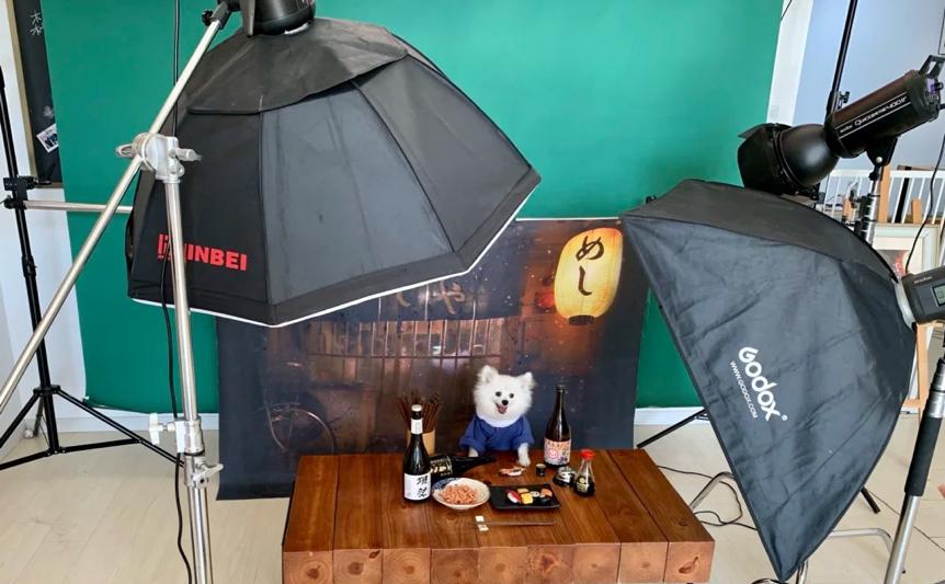 宠物拍摄写真,宠物写真多少钱