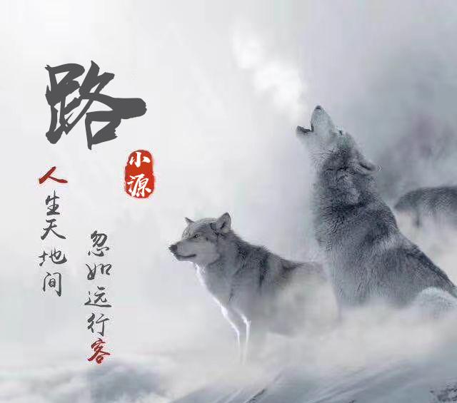 狼的50条处世格言,狼的一生格言和感悟