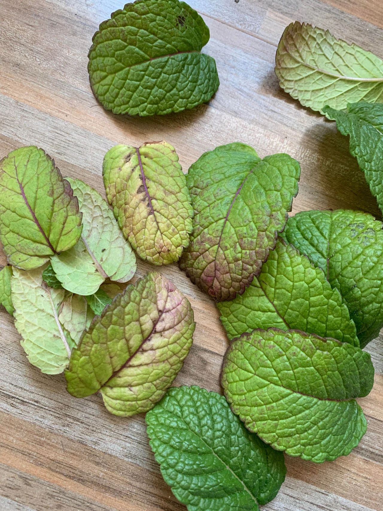 盆栽薄荷叶子蔫了是怎么回事,薄荷盆栽掉叶怎么办