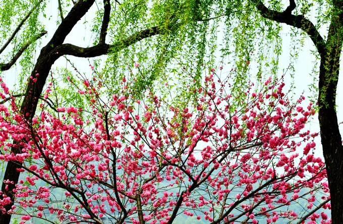 咏柳曾巩全诗的点睛之笔,曾巩的咏柳最后两句诗是什么意思