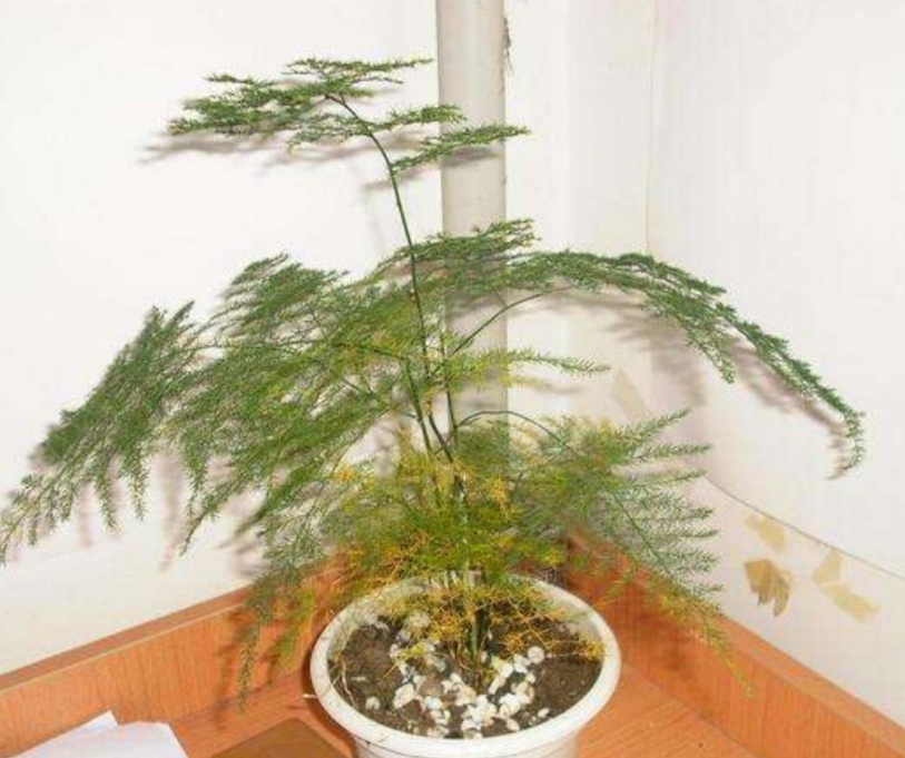 文竹出现黄叶是什么病,文竹全部枯黄了怎么办