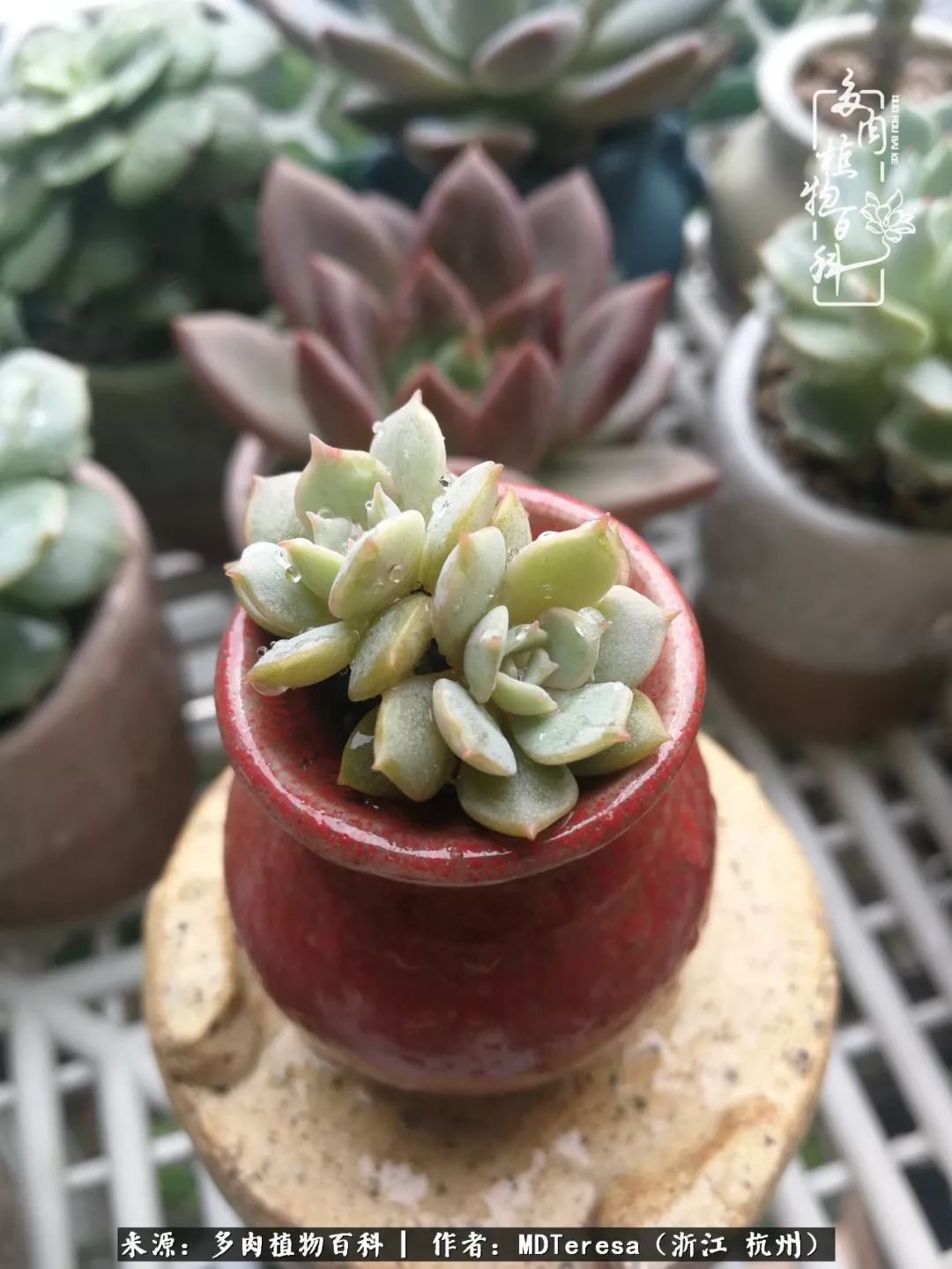 养好能养好的才是王道！期待多肉们的华丽转身