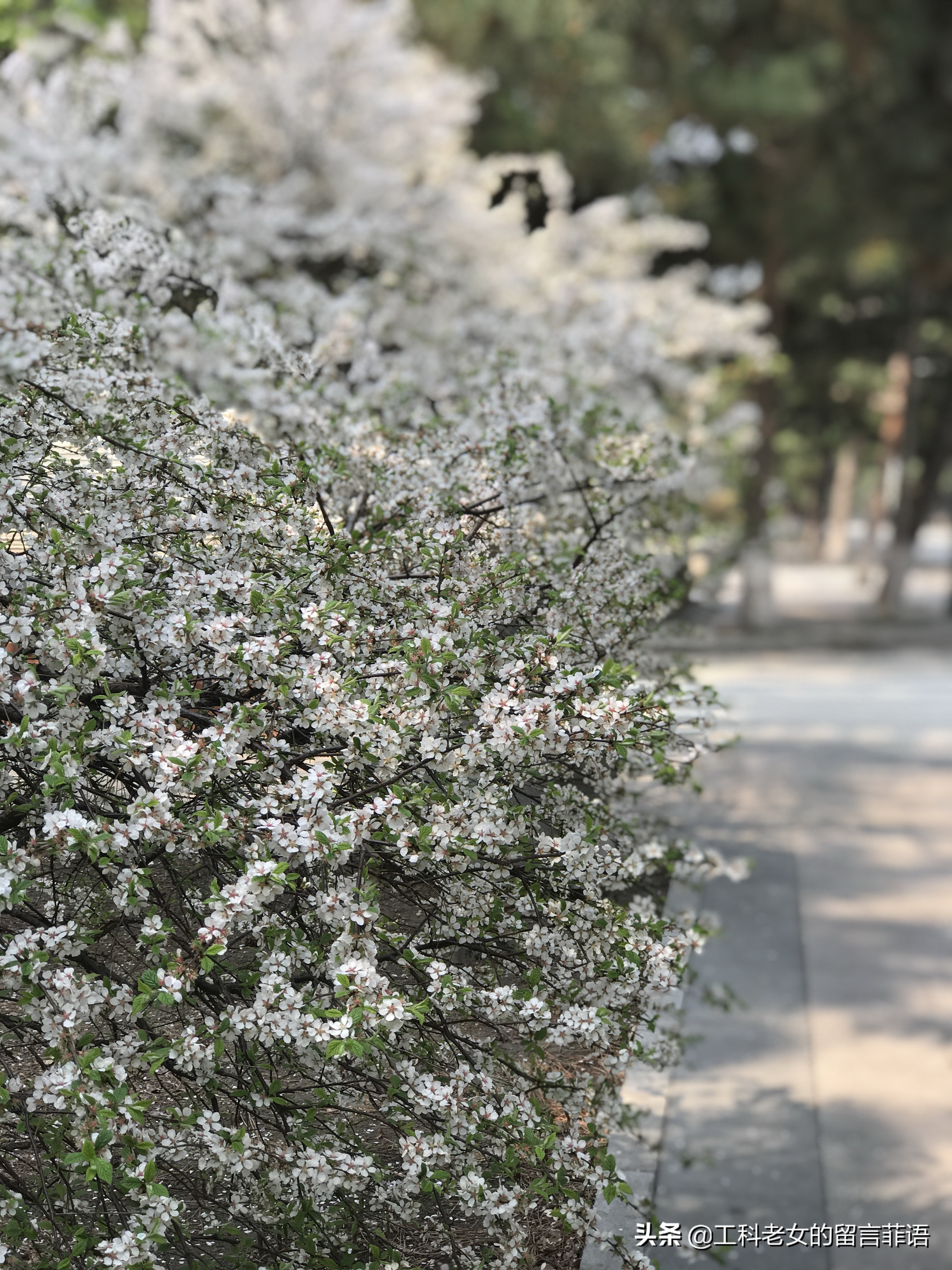 带你领略自然美,带你领略春天独有的浪漫