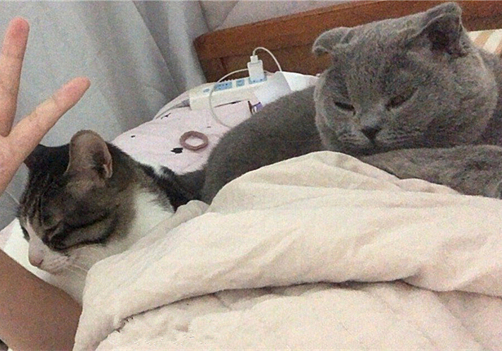 爷爷养的狸花猫粘我,爷爷养的狸花猫抓老鼠