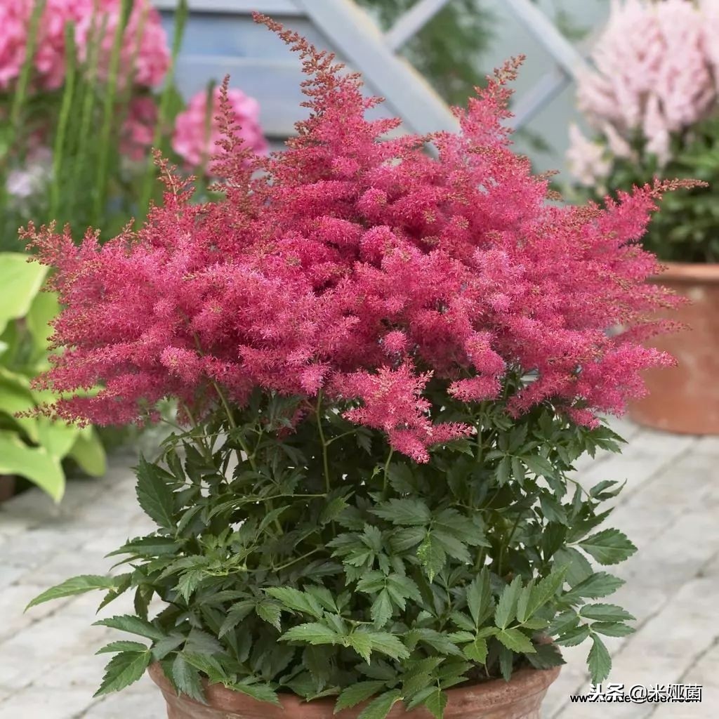 养在院子里开花时间长又好养的花,养在家里会开花的树