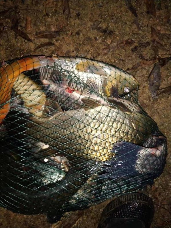 冬天钓鱼用什么小香精好,冬天钓鱼添加剂怎么加