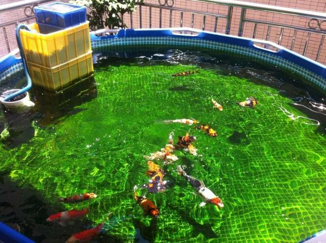 锦鲤鱼饲养不用过滤器可以吗,室内养锦鲤鱼要不要加盐