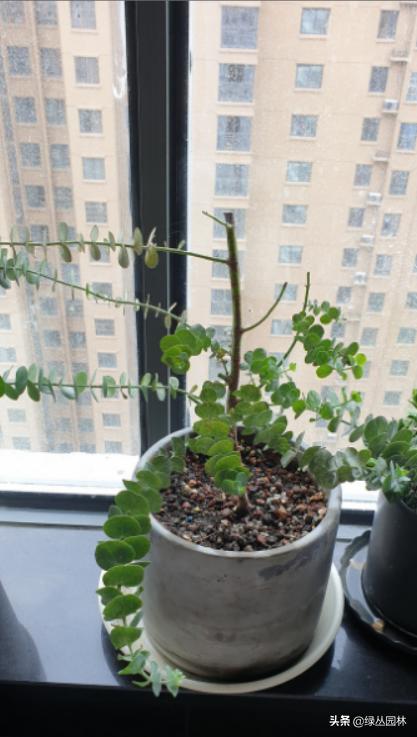 武汉养花技术哪里培训,北京养花小技巧