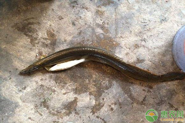 刀鳅鱼多少钱一条,刀鳅鱼是海鱼吗多少钱一斤