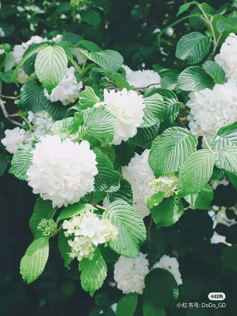 昆明春天赏花航拍,昆明添一赏花打卡点