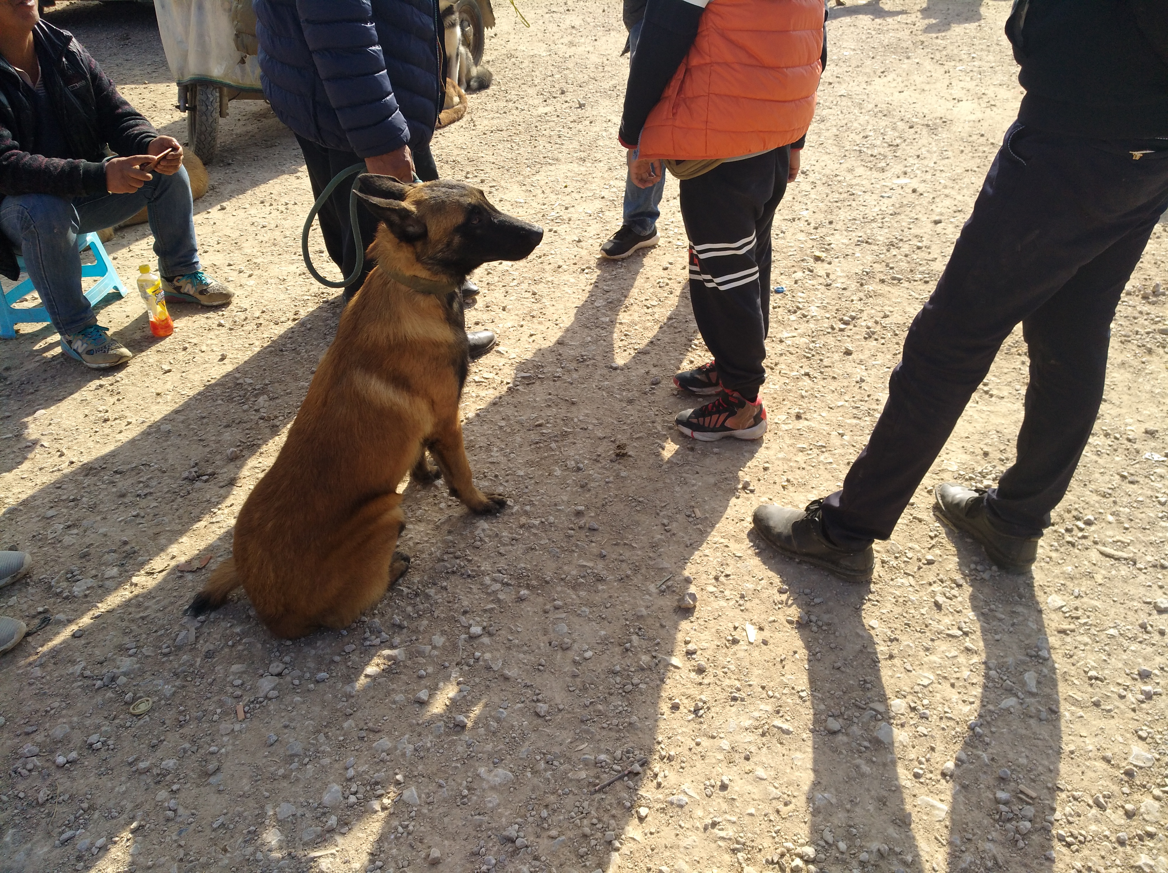 马犬必须得遛吗,刚会走路的小马犬