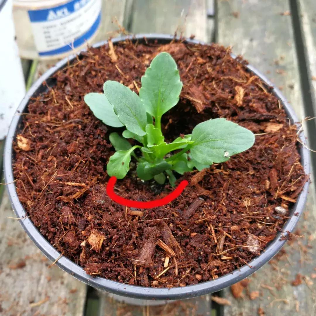 兔子角堇开花后的养护 (小兔子角堇怎么爆花)