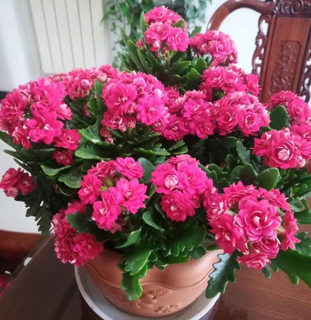 寓意财旺的花,十大吉祥花开图片