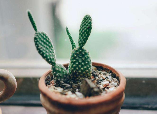 仙人掌长歪了怎么矫正,仙人掌长歪了怎么把它变直