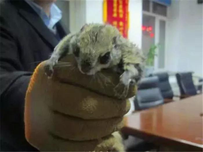 蜜袋鼯外出网兜小包夏季,蜜袋鼯捕鸟