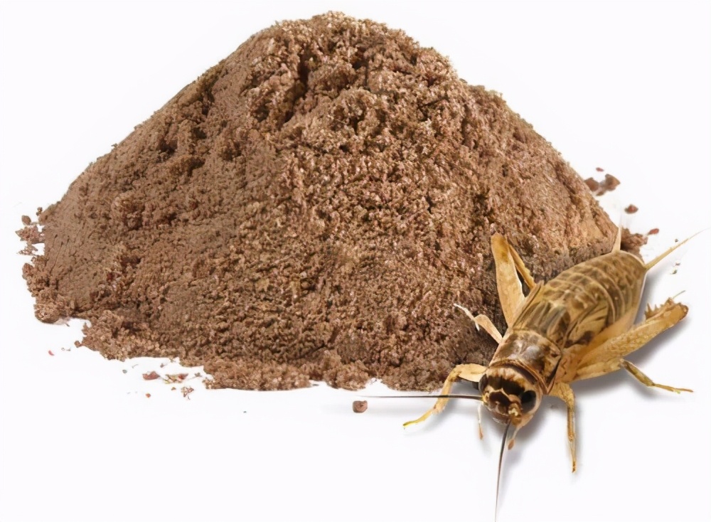 投资3000元养殖蟋蟀利润,投资5000元养殖蟋蟀利润