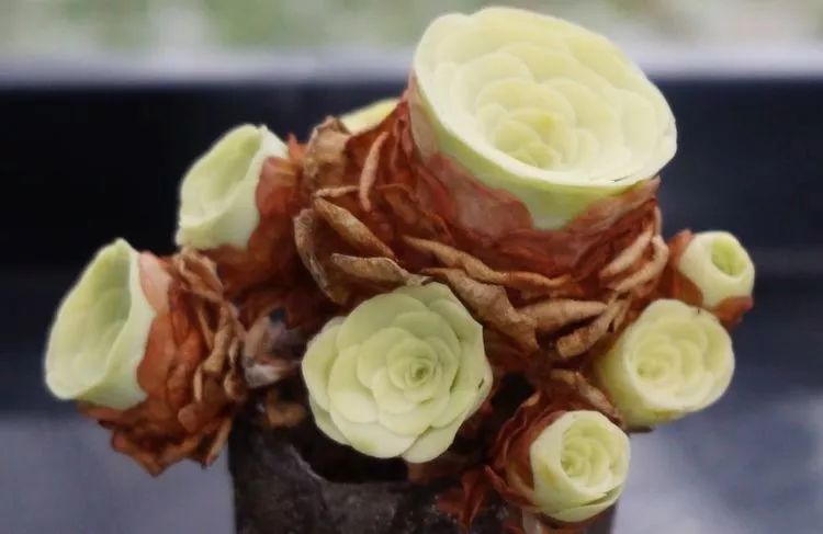 黄玫瑰这么美的风景惊艳到你了吗,优雅漂亮的黄玫瑰图片