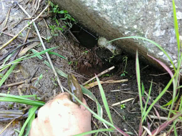 钓黄鳝怎么找洞,钓黄鳝找石头洞的技巧