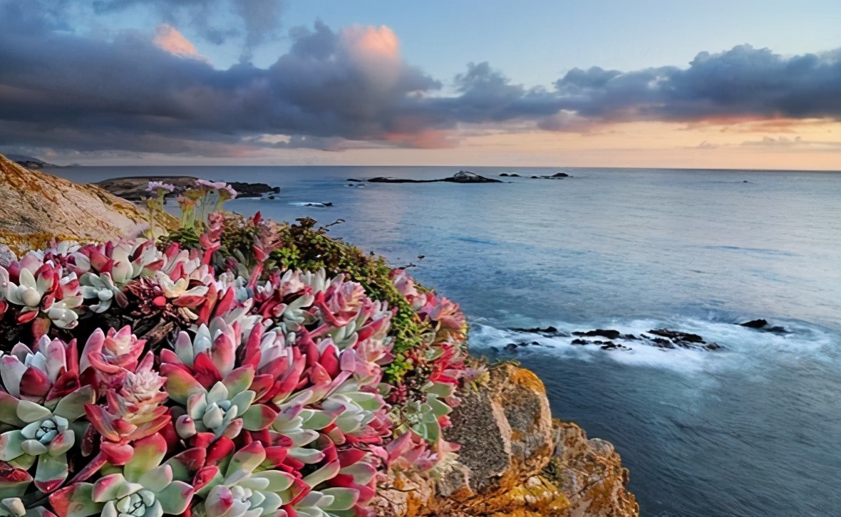 仙人掌要怎么养才能结果,仙人掌怎样才长叶子