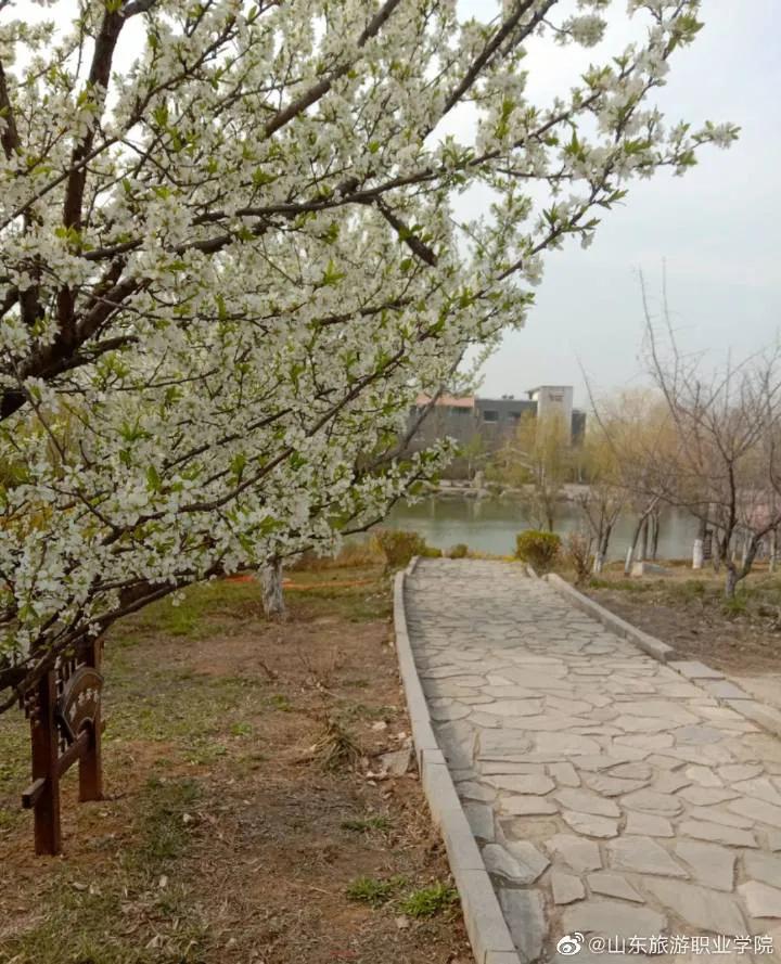 别人家的学校全集,别人家的学校风景