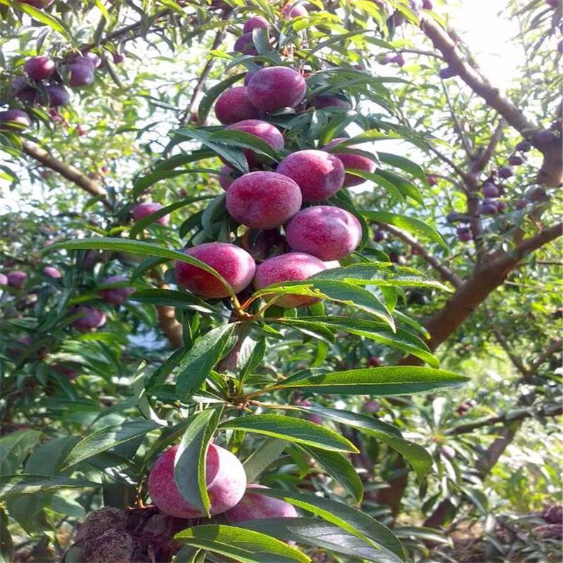 黑巨王李种植密度,黑李子怎么种植高产