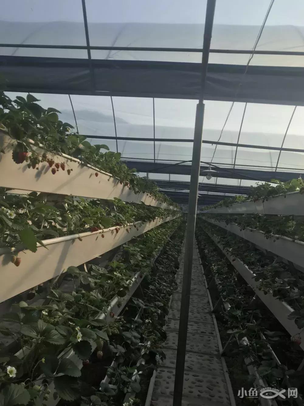 大龄单身女性催婚办法,大龄剩女面对各种催婚