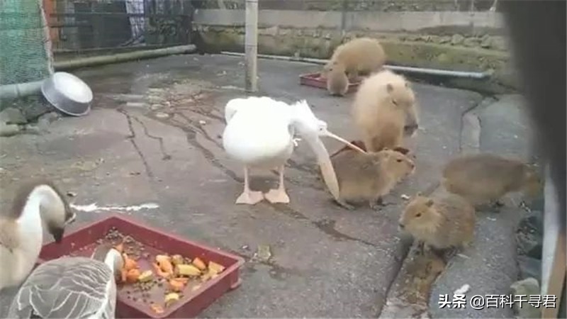 鹈鹕吞猎物到肚子里是怎么样的,鹈鹕的嘴真的是大口袋吗