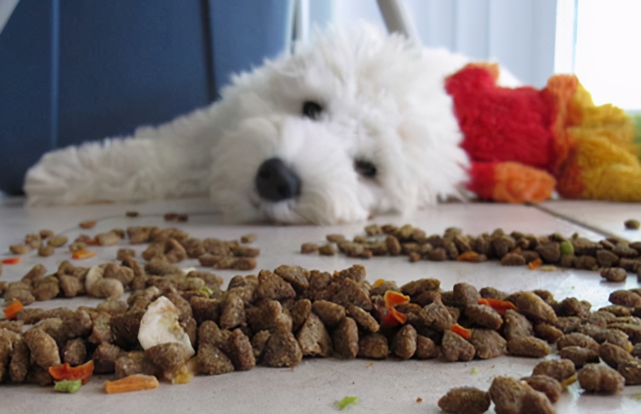 阿拉斯加犬幼犬狗粮如何挑选,怎么挑选狗粮这几点教你挑选