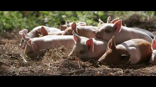 不用农药，让超1000种动植物生态平衡，这次美国人真的做到了
