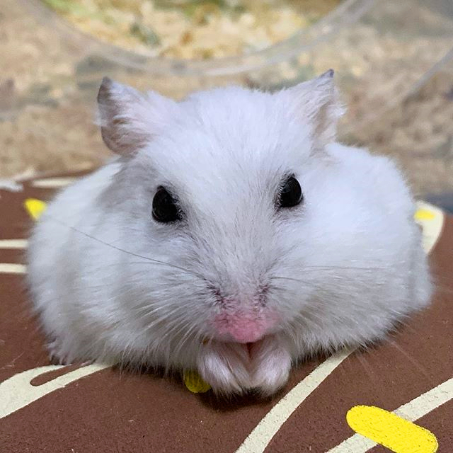 怎么让母仓鼠和公仓鼠和谐相处,母仓鼠没有公仓鼠可以繁衍吗